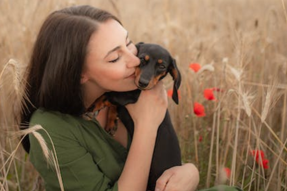 Are Mini Dachshunds Affectionate