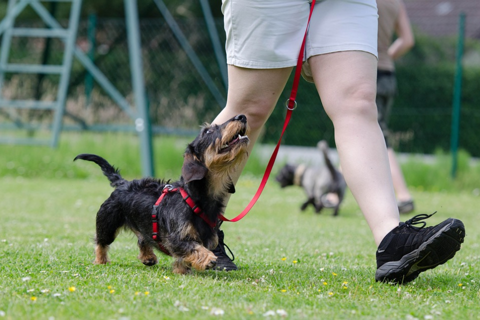 Are Mini Dachshunds Easy To Train