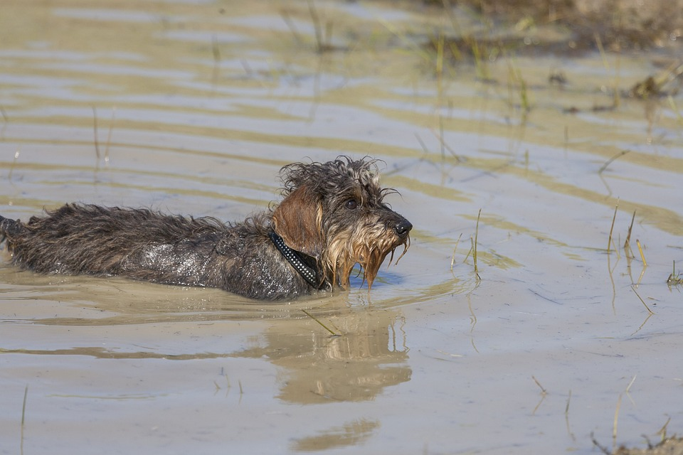 Can Mini Dachshunds Swim