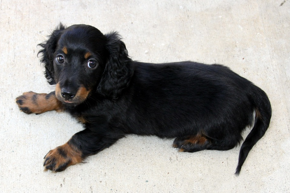 How Big Is An 8 Week Old Mini Dachshund