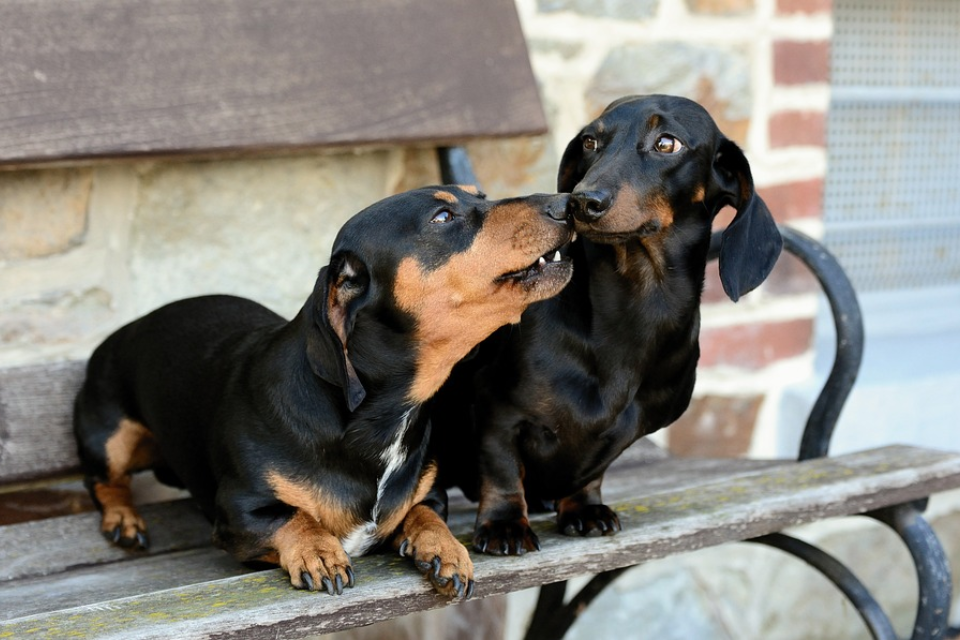 How Fast Do Mini Dachshunds Grow