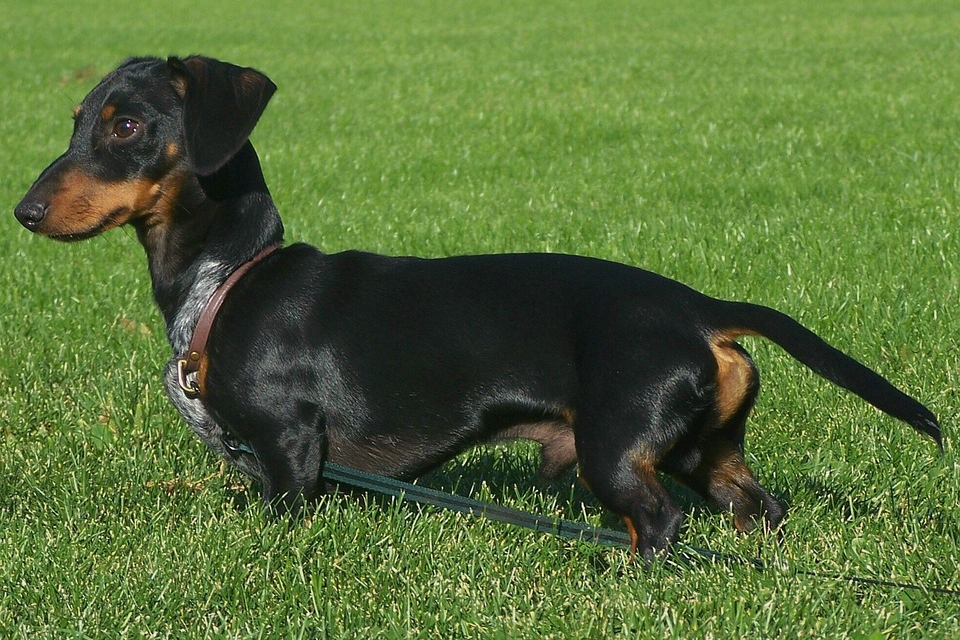 How Long Do Miniature Dachshunds Get