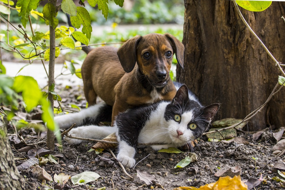How to Help Your Mini Dachshund and Cat Live in Harmony