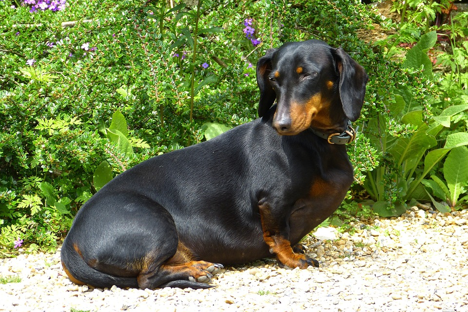 How to Help Your Miniature Dachshund Lose Weight