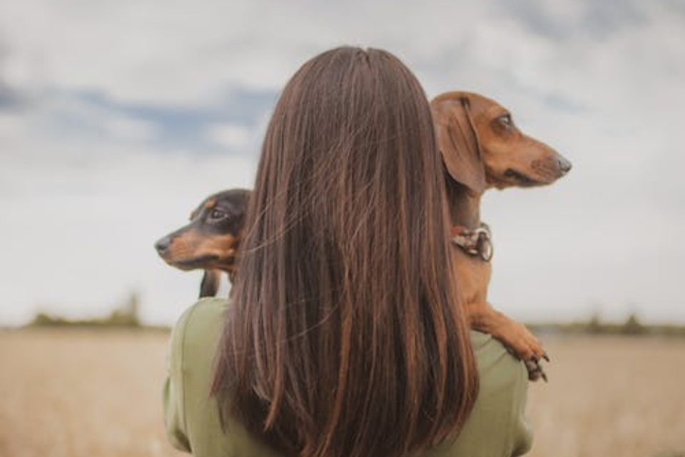 Miniature Dachshund Vs Standard Which Is Right For You Happy Mini   Miniature Dachshund Vs Standard 