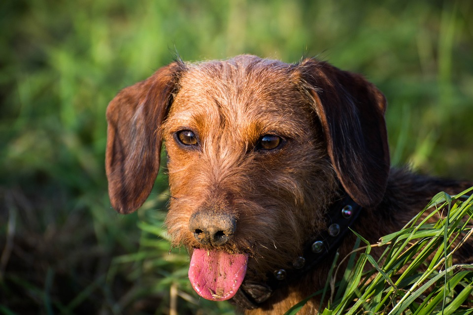 What Do Mini Dachshunds Hunt