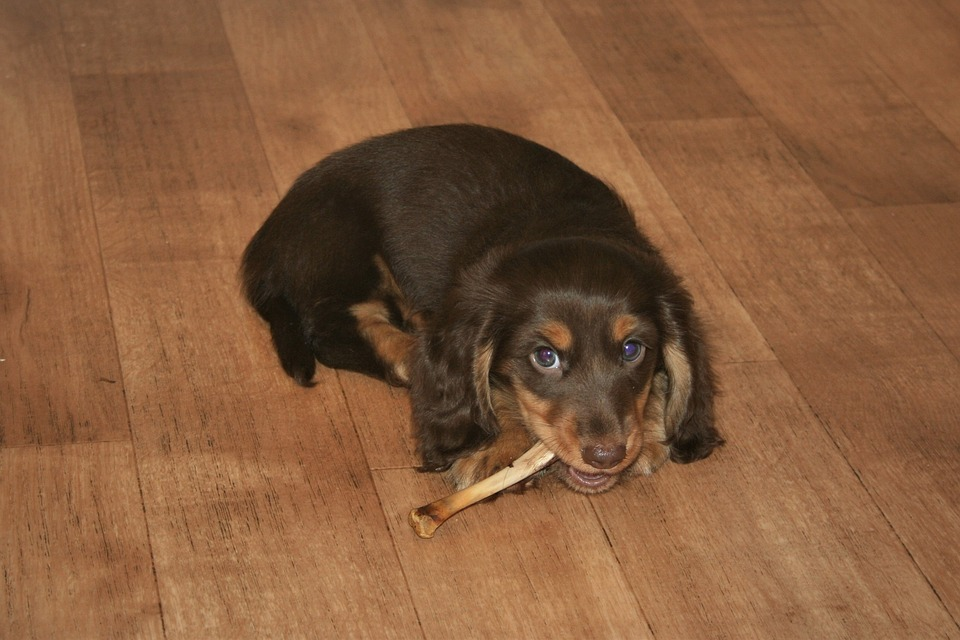 What Do Mini What Vegetables Can Miniature Dachshunds Eat