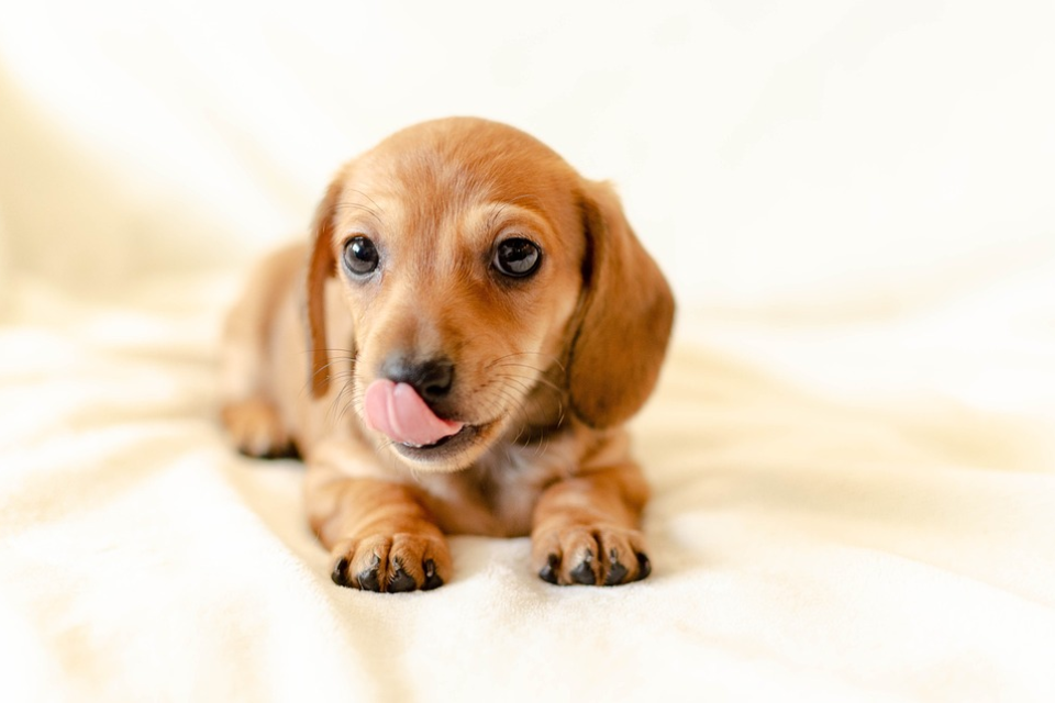 Why Miniature Dachshunds Lick So Much