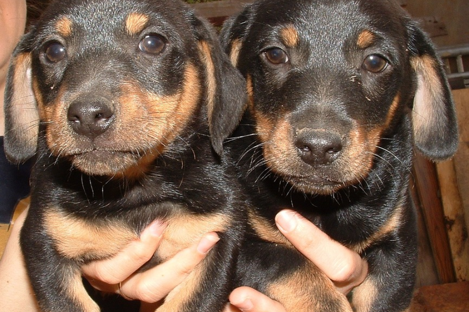 are miniature dachshunds easy to breed