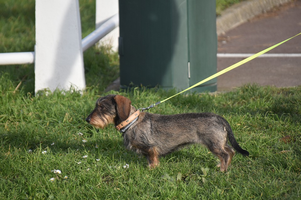 are mini dachshunds good walkers