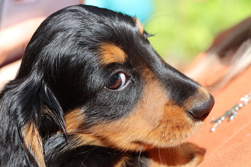 can mini dachshunds give birth naturally