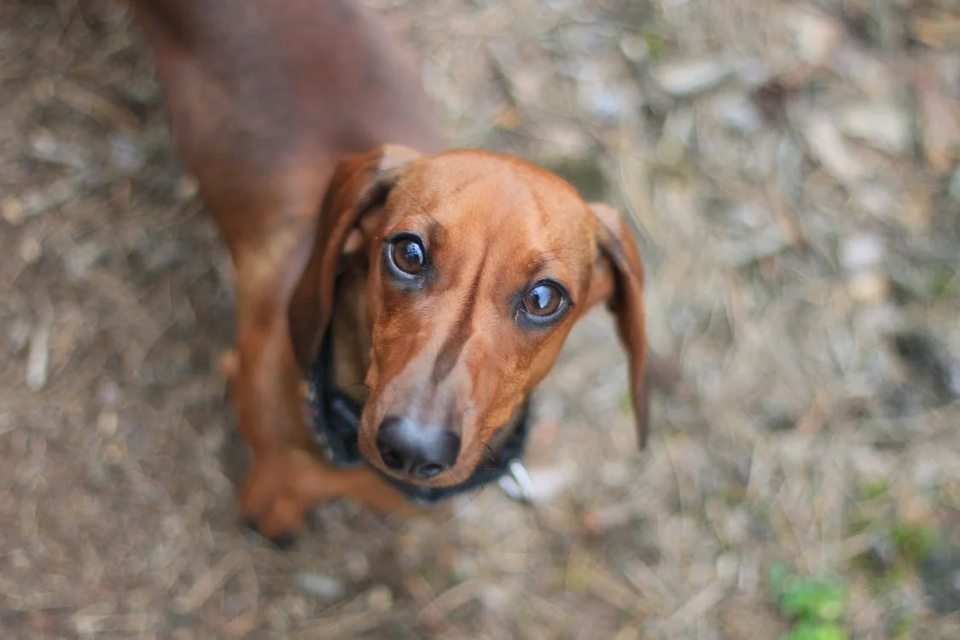 how big are mini dachshunds when they are born