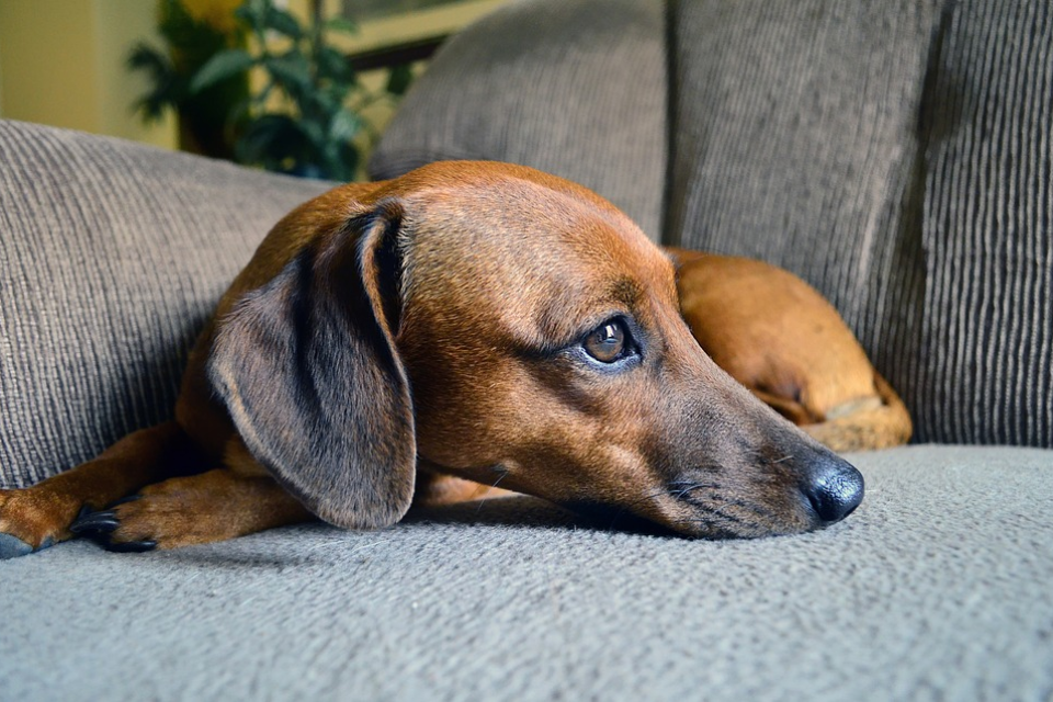 how long can miniature dachshund be left alone