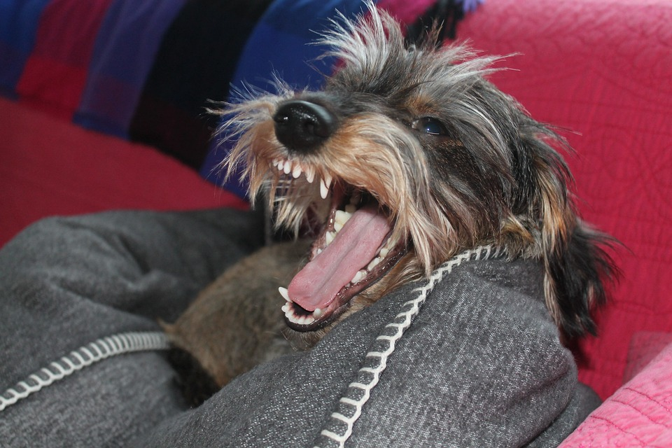 how long do mini dachshunds teeth grow