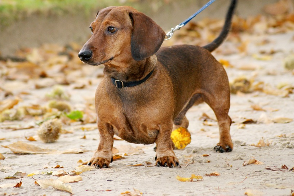 how long to walk mini dachshund