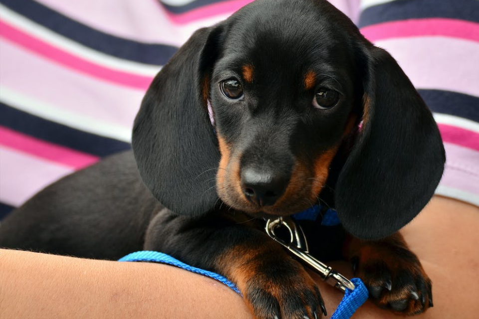 how much do mini dachshunds weigh at birth