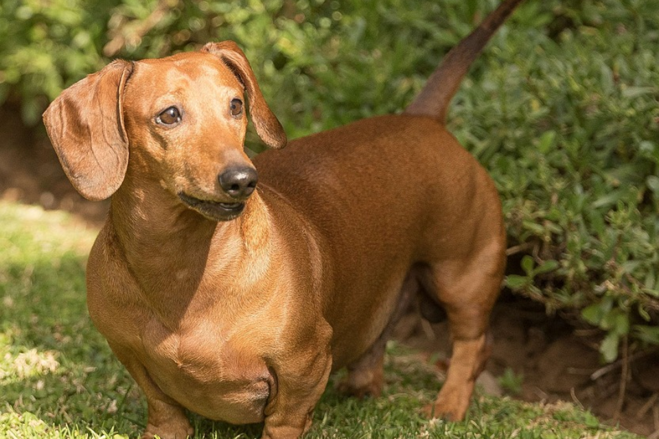 how much do mini dachshunds weigh