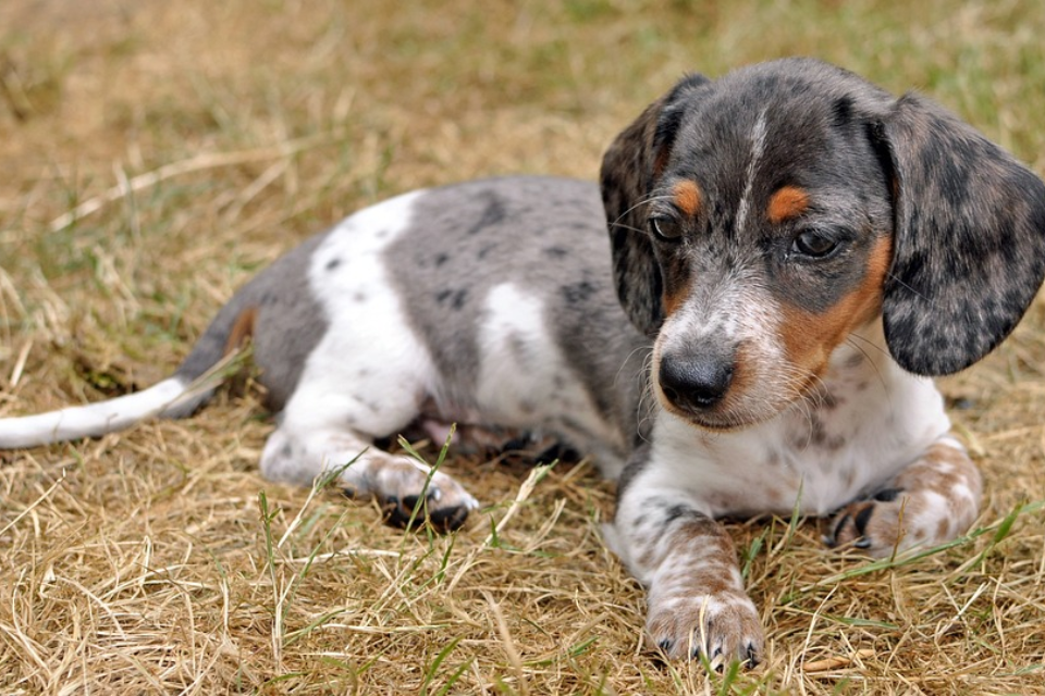 how much do mini dapple dachshunds cost