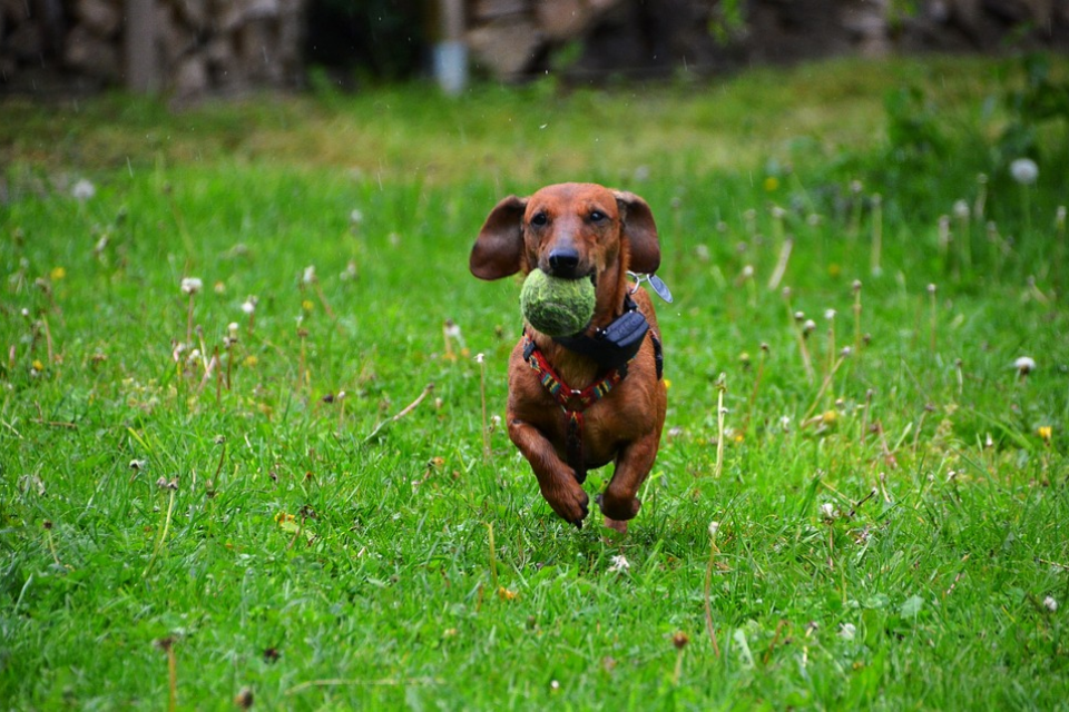 how much exercise does a mini dachshund need