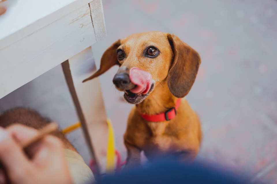 how much food should a mini dachshund eat