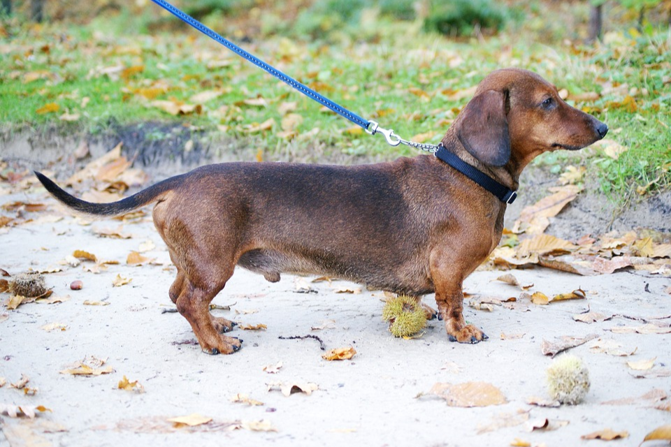 how often should you walk a miniature dachshund