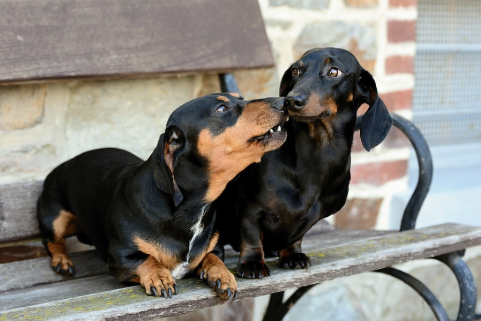 how to get mini dachshund to stop biting