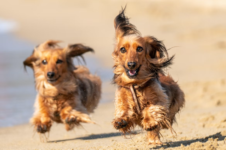 what do miniature dachshunds like to do