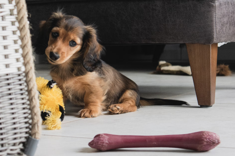what is the best dog food for miniature dachshunds