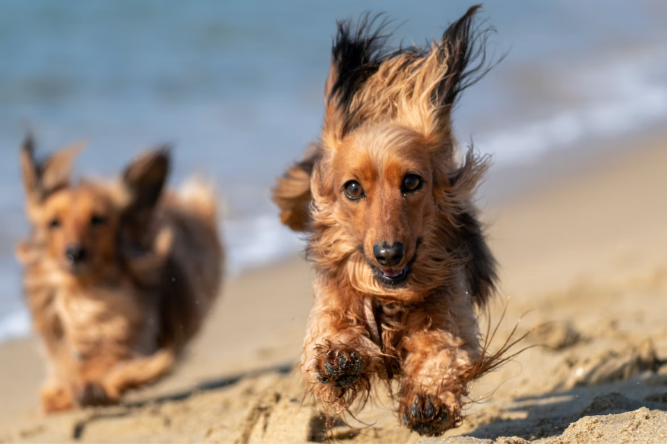 Are Miniature Dachshunds Energetic