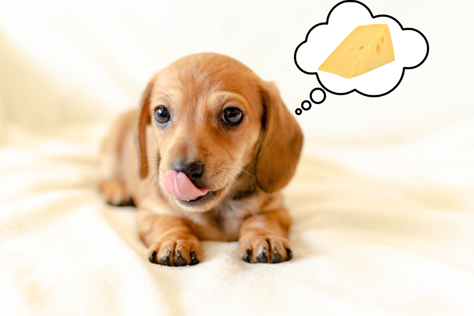 Can Miniature Dachshunds Eat Cheese