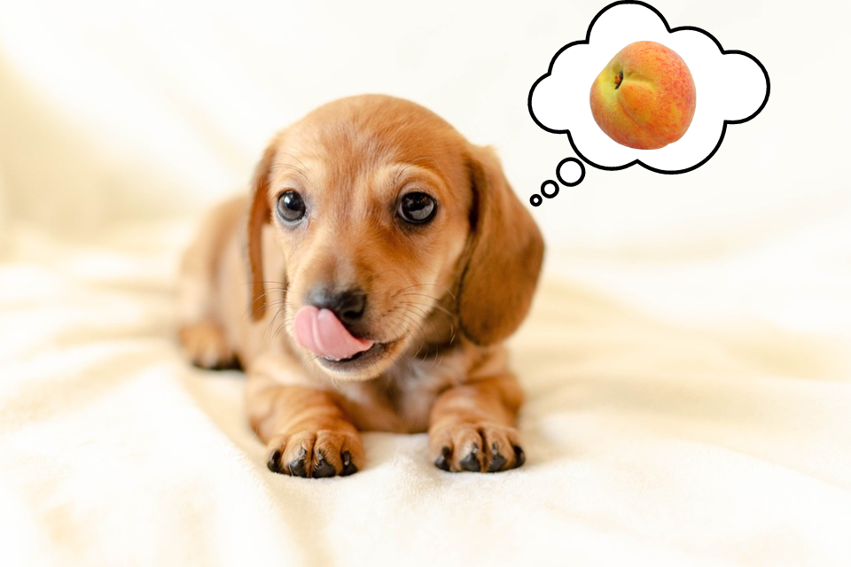 Can Miniature Dachshunds Eat Peaches