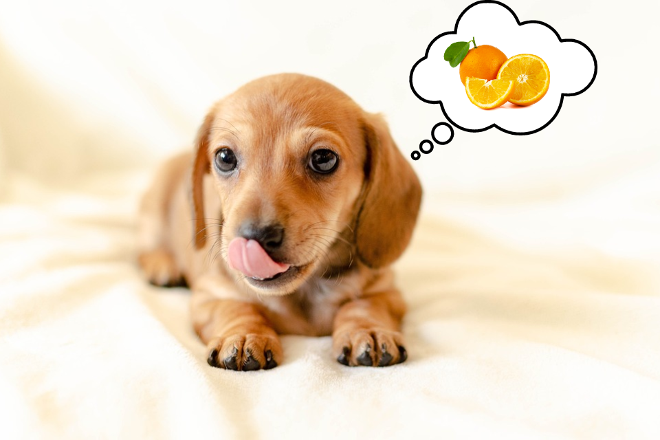 Can Miniature Dachshunds Eat Oranges