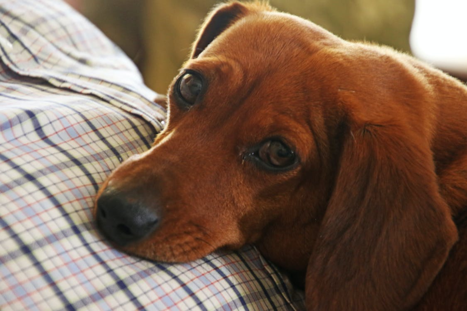 are mini dachshunds lap dogs