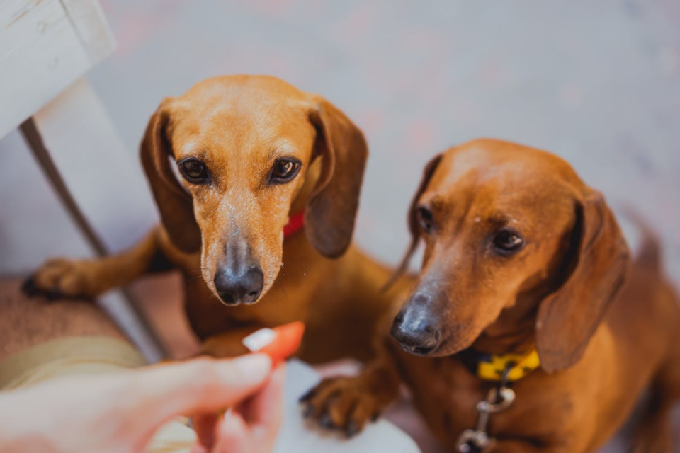 Discover the benefits and considerations of owning miniature dachshunds in pairs. Learn how to introduce a second dog and common concerns to address.