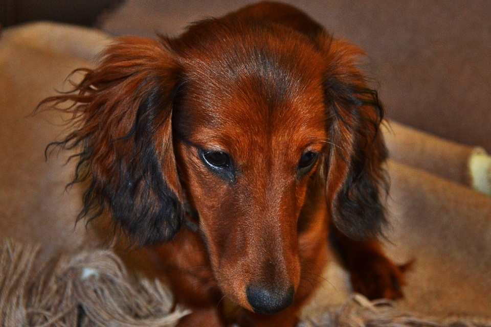 are miniature dachshunds naughty