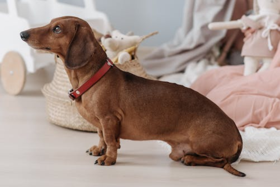 are miniature dachshunds prone to back problems