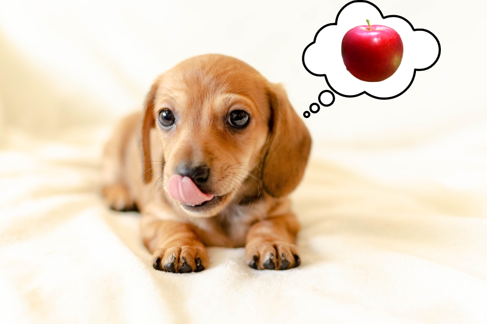 can miniature dachshunds eat apples