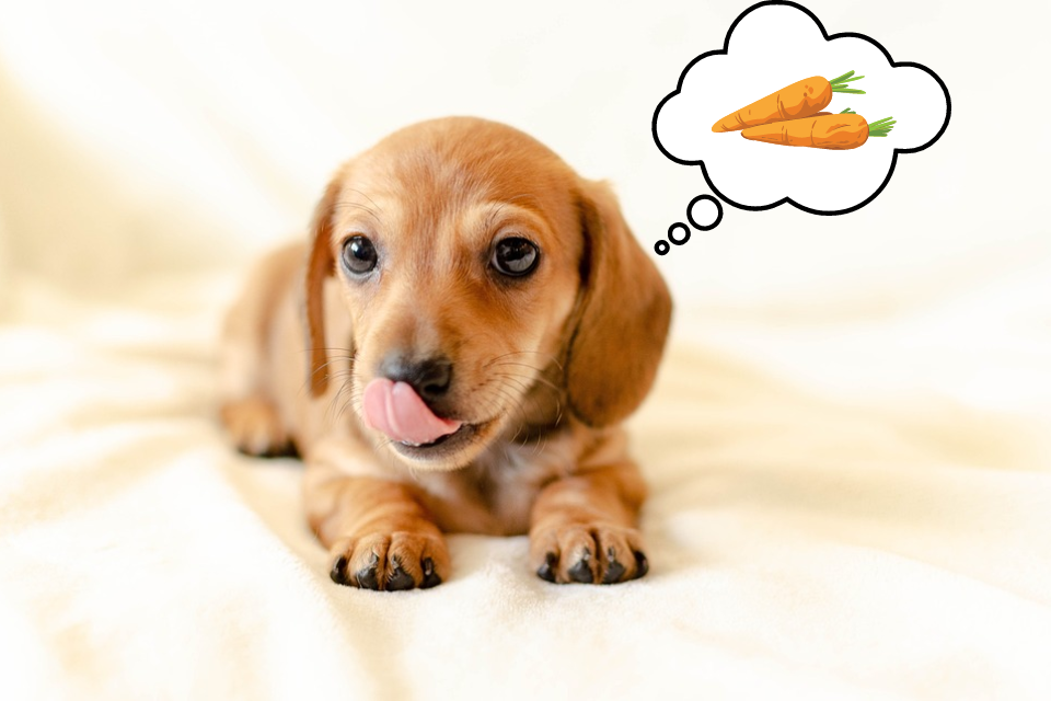 can miniature dachshunds eat carrots