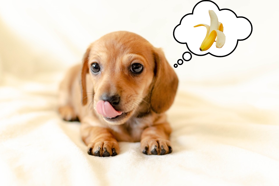 can miniature dachshunds eat bananas