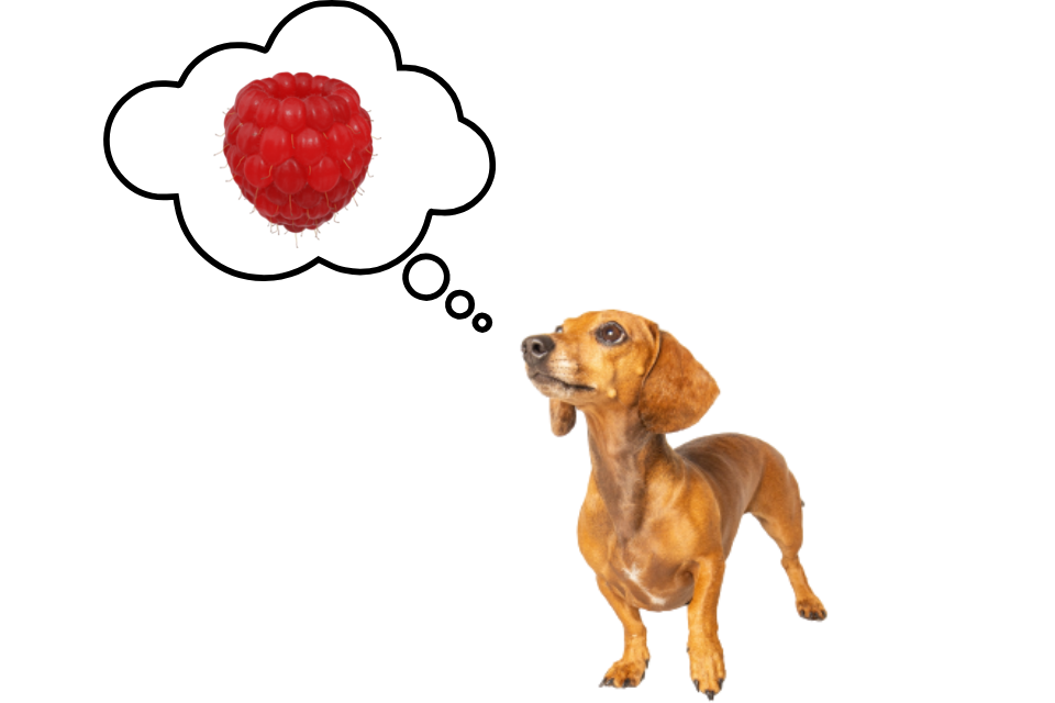 can miniature dachshunds eat raspberries