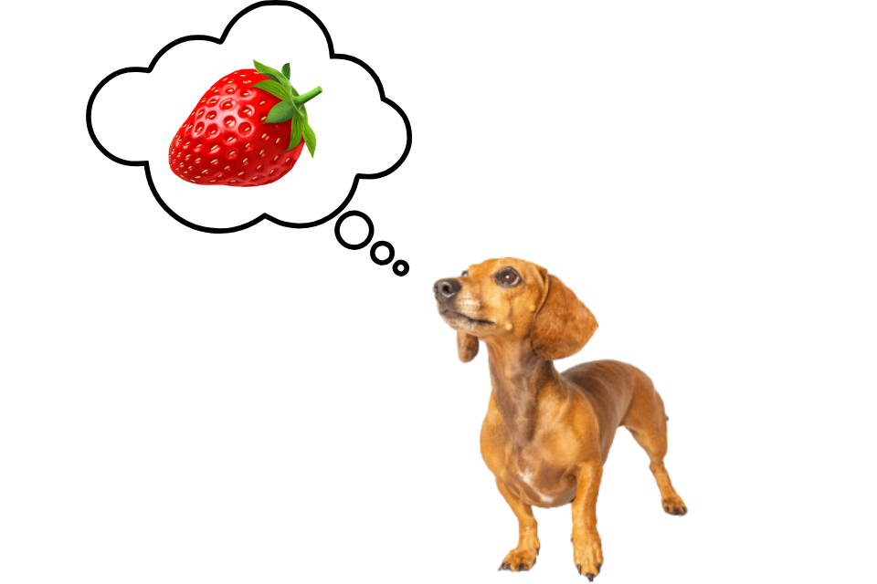 can miniature dachshunds eat strawberries