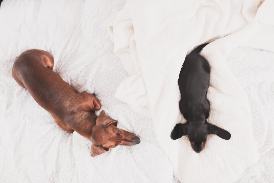 how do i know if my dachshund is a mini