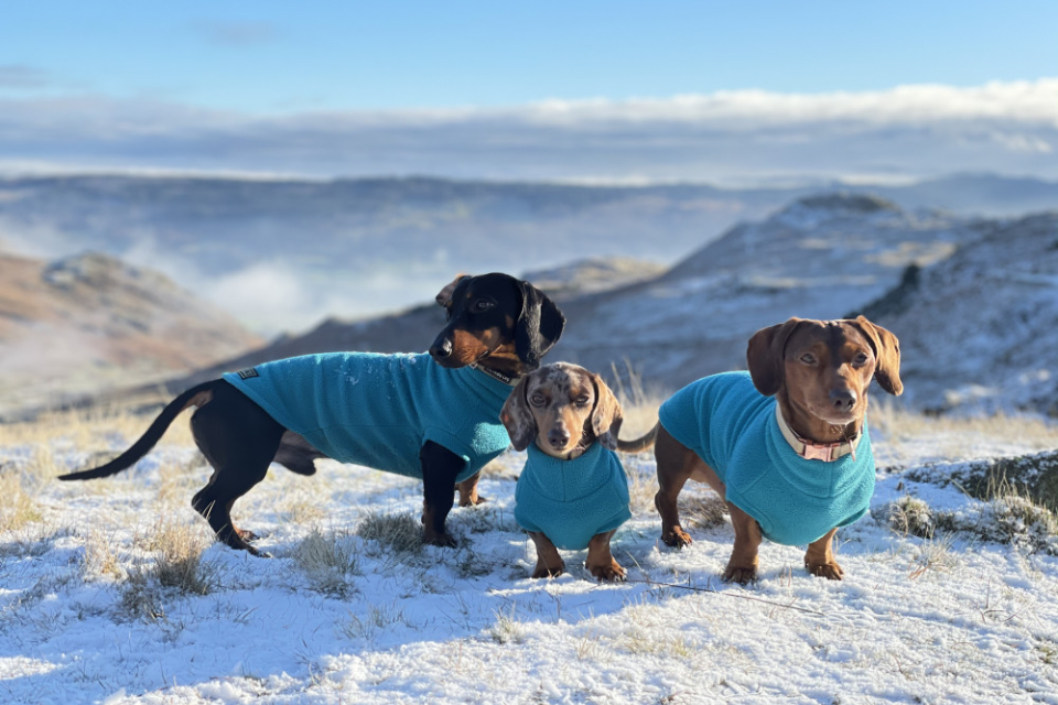 what size equafleece for miniature dachshund