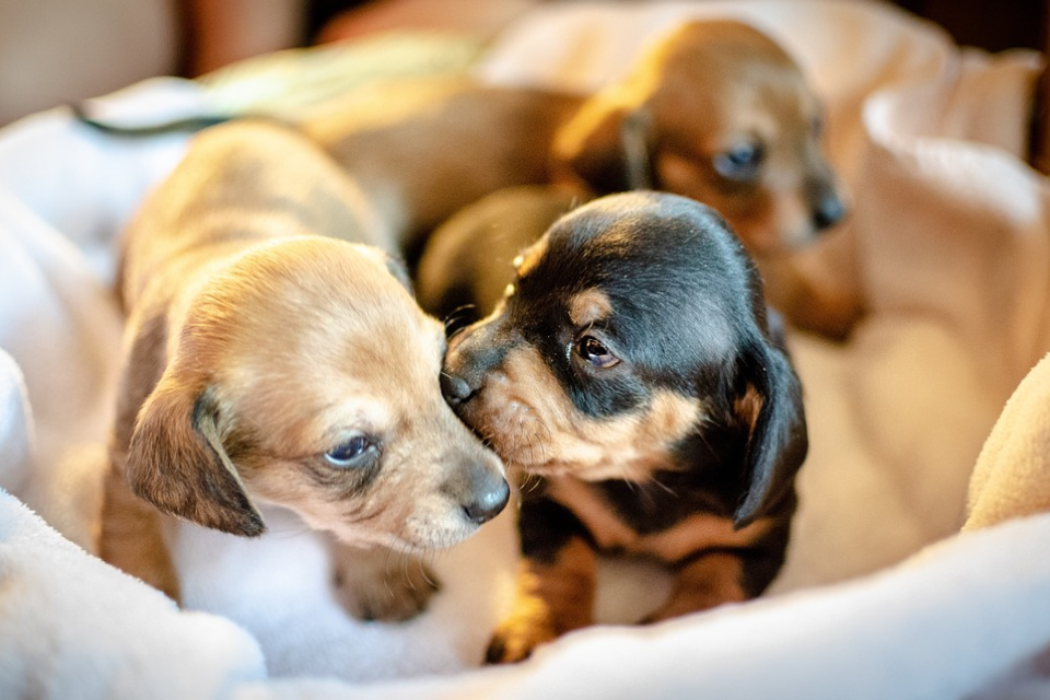 when do mini dachshund puppies open their eyes
