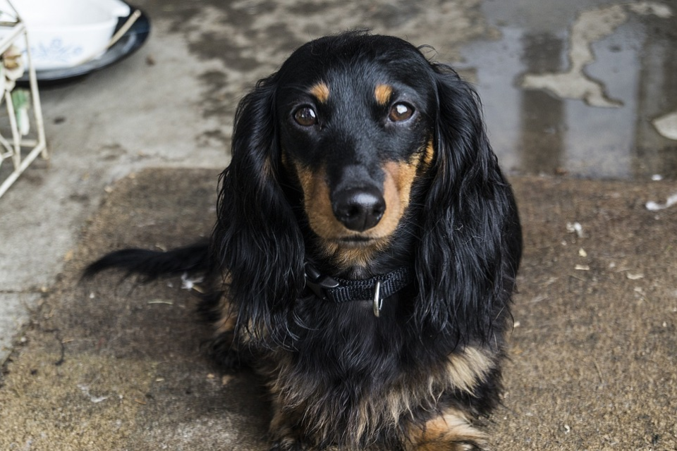 Blue Dachshund Hair Loss: How to Spot and Address the Issue - wide 9